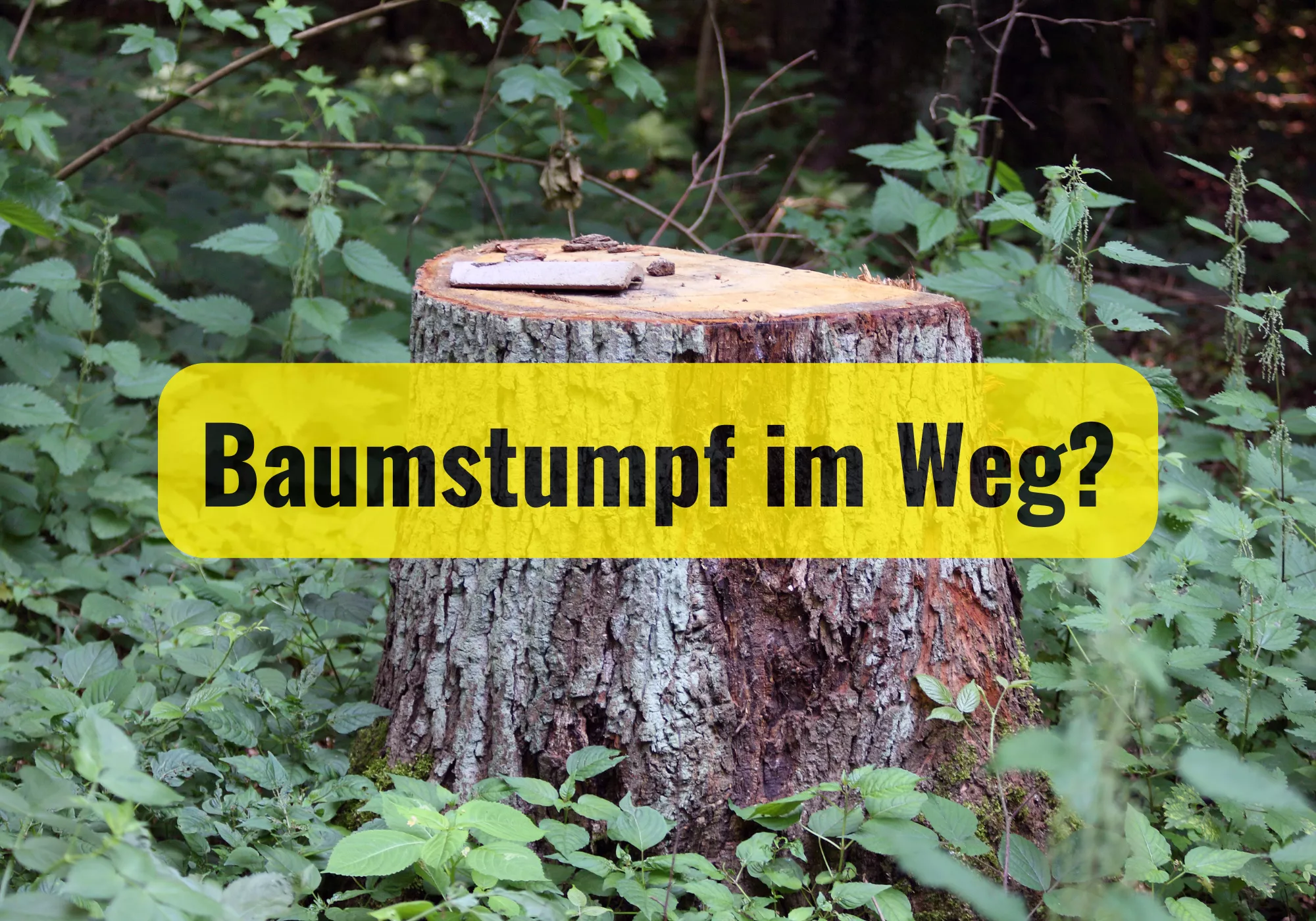 Baumstumpffräsen im Rosental - Trabesinger